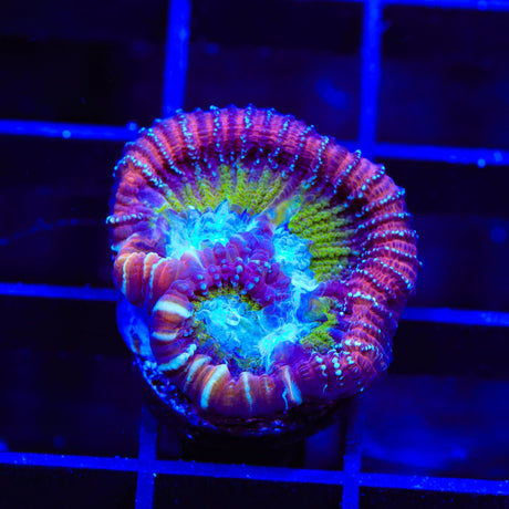ACI Jinx Favia Coral