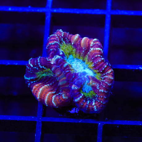 ACI Jinx Favia Coral