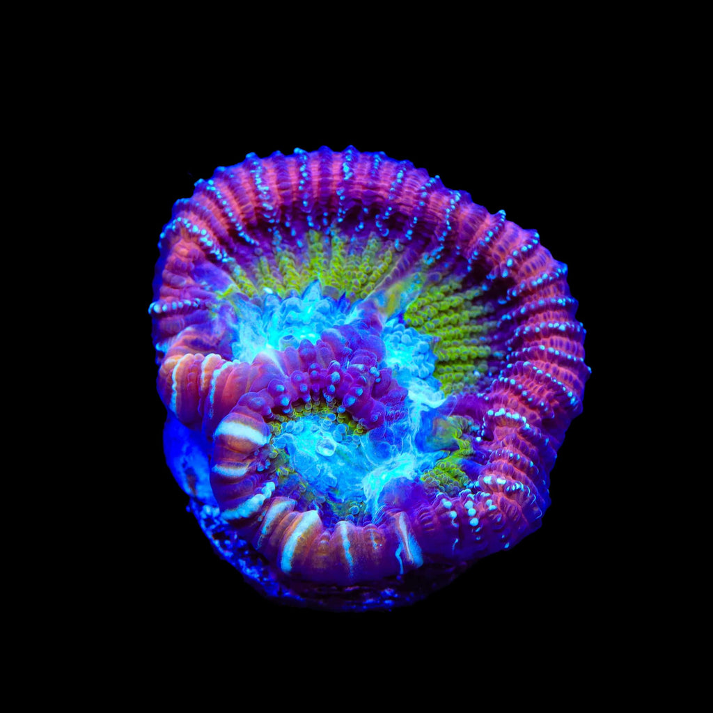 ACI Jinx Favia Coral