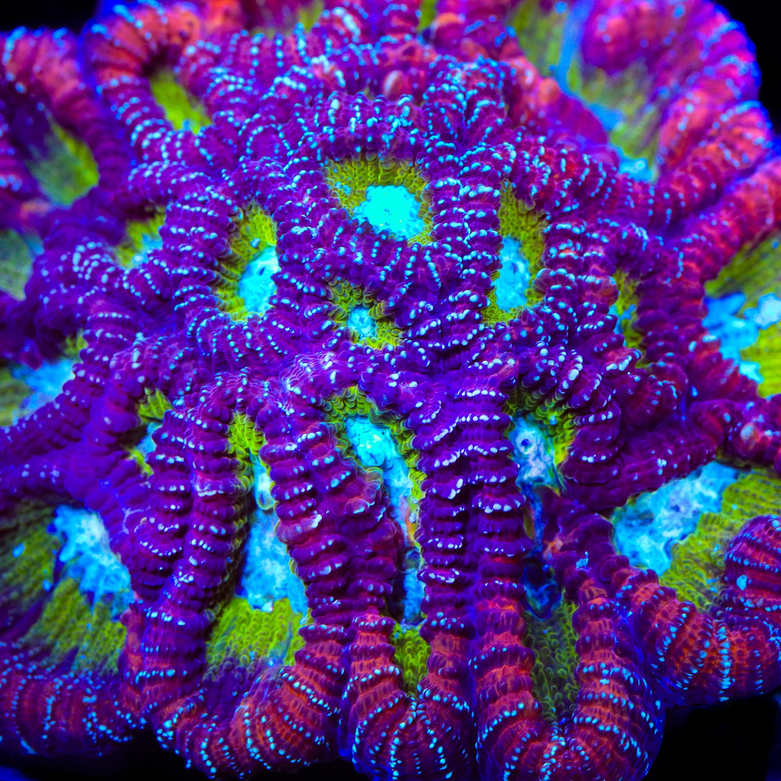 ACI Jinx Favia Coral – Top Shelf Aquatics