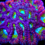 ACI Jinx Favia Coral