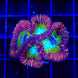ACI Jinx Favia XL Frag Coral