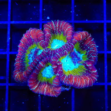 ACI Jinx Favia XL Frag Coral
