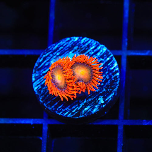 ACI Lorax Zoanthids Coral