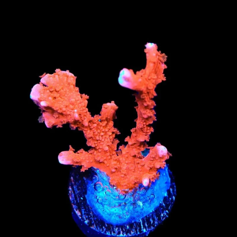 ACI Manila Spy Montipora Coral
