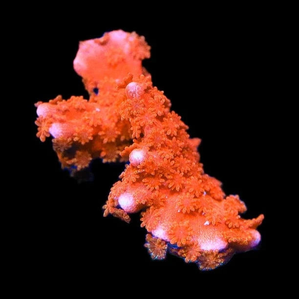 ACI Manila Spy Montipora Coral