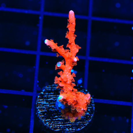 ACI Manila Spy Montipora Coral