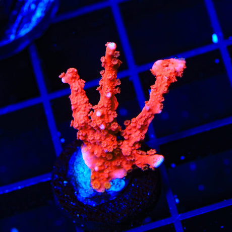 ACI Manila Spy Montipora Coral