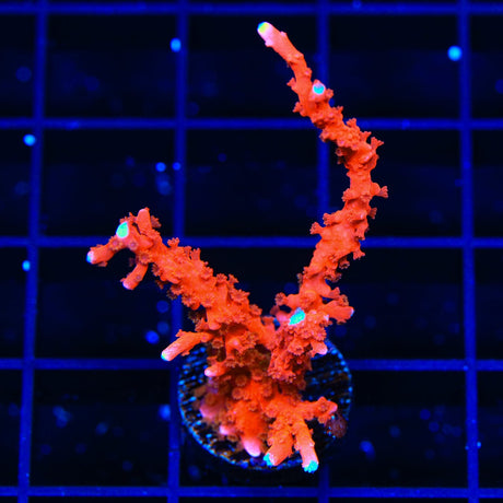 ACI Manila Spy Montipora Coral