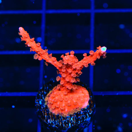ACI Manila Spy Montipora Coral