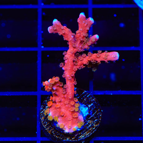 ACI Manila Spy Montipora Coral