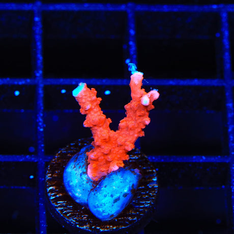 ACI Manila Spy Montipora Coral
