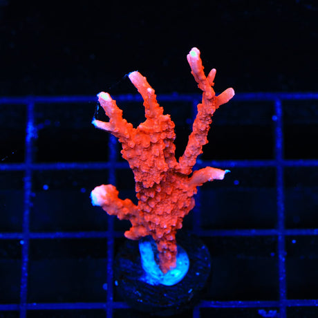 ACI Manila Spy Montipora Coral