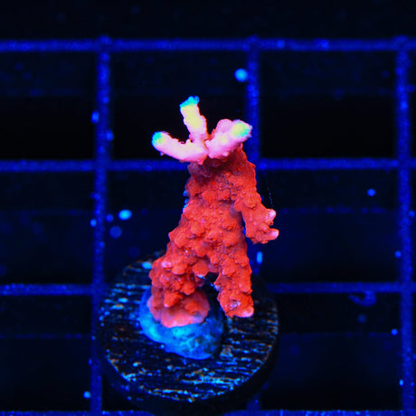 ACI Manila Spy Montipora Coral