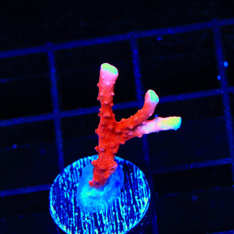 ACI Manila Spy Montipora Coral