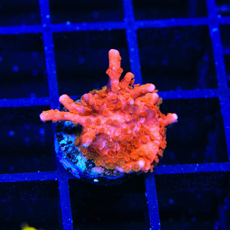 ACI Manila Spy Montipora Coral
