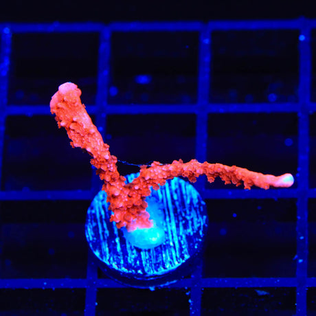 ACI Manila Spy Montipora Coral