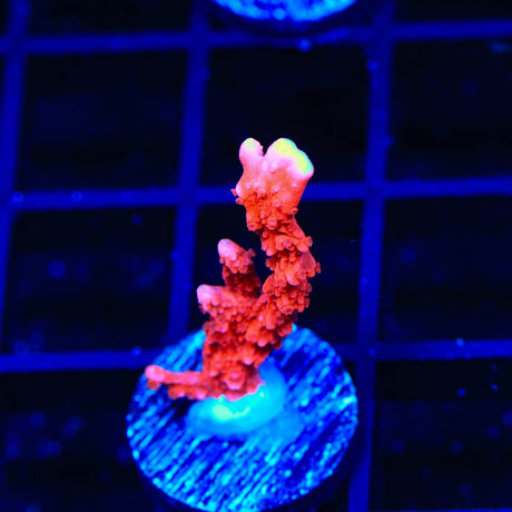 ACI Manila Spy Montipora Coral
