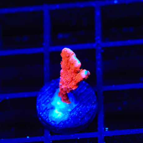 ACI Manila Spy Montipora Coral