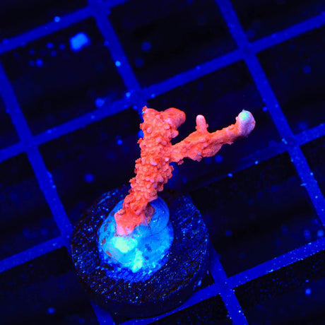 ACI Manila Spy Montipora Coral
