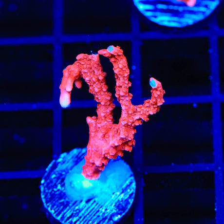 ACI Manila Spy Montipora Coral