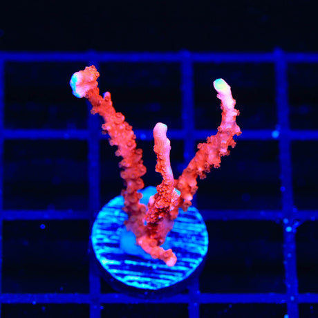 ACI Manila Spy Montipora Coral
