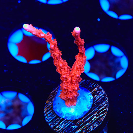 ACI Manila Spy Montipora Coral