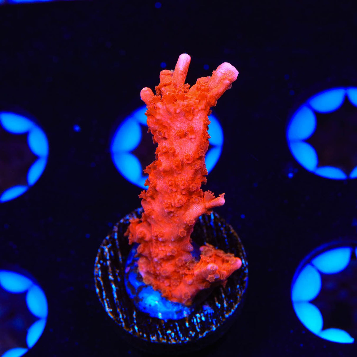 ACI Manila Spy Montipora Coral