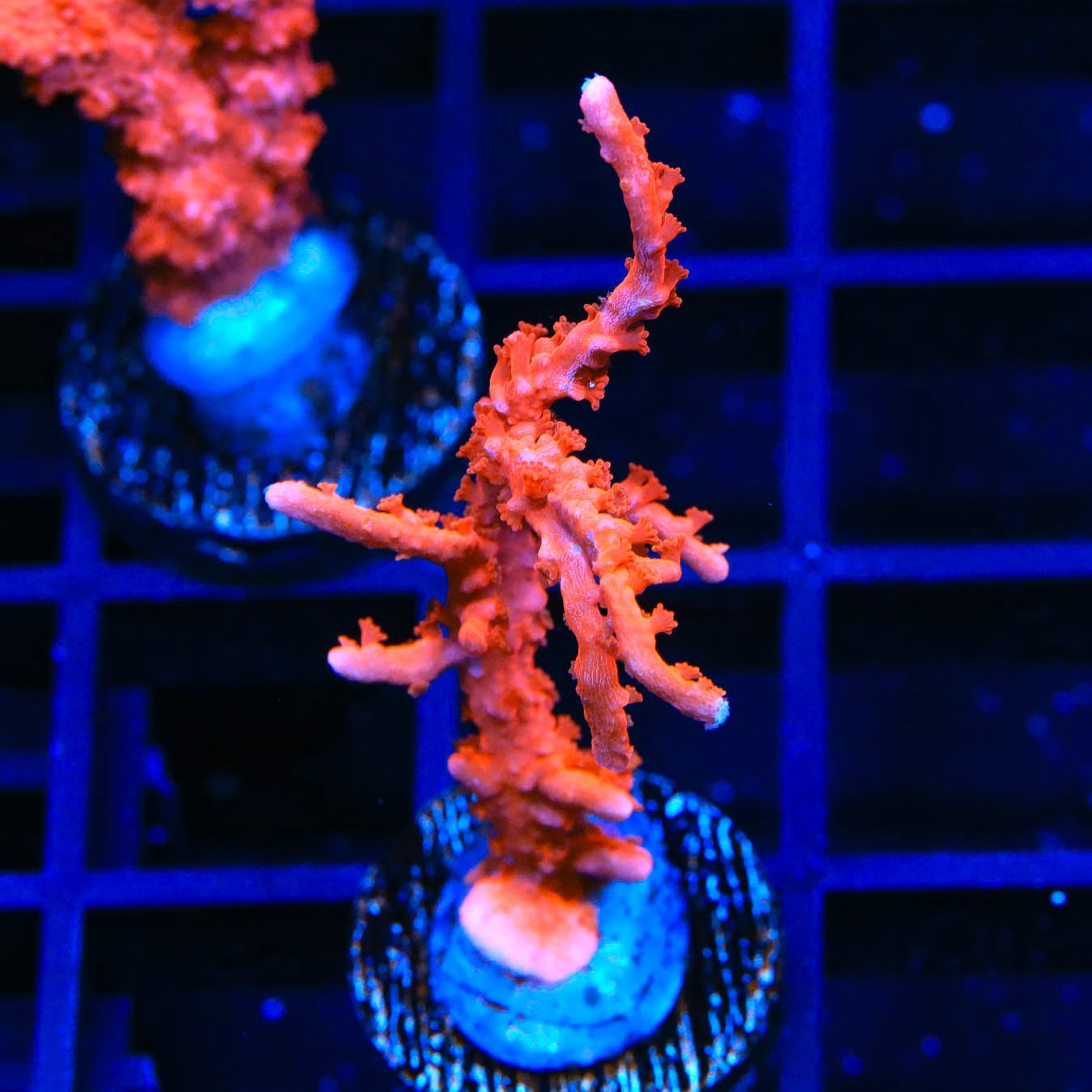 ACI Manila Spy Montipora Coral