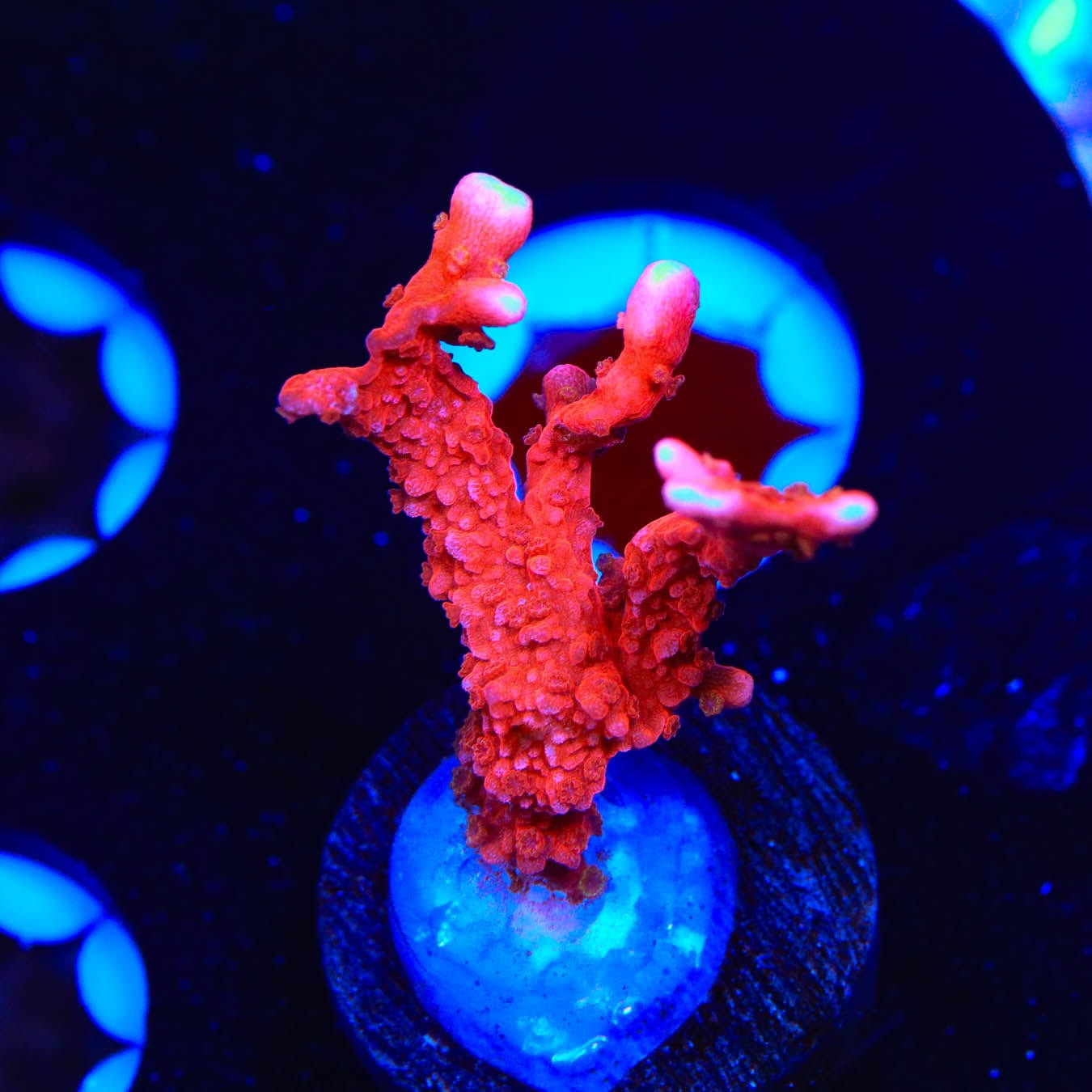 ACI Manila Spy Montipora Coral