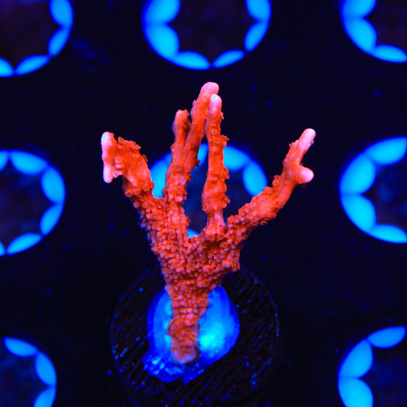 ACI Manila Spy Montipora Coral