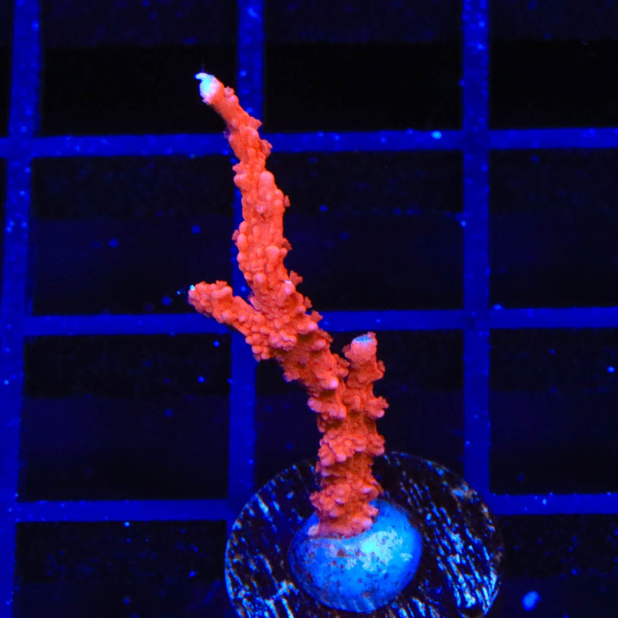 ACI Manila Spy Montipora Coral