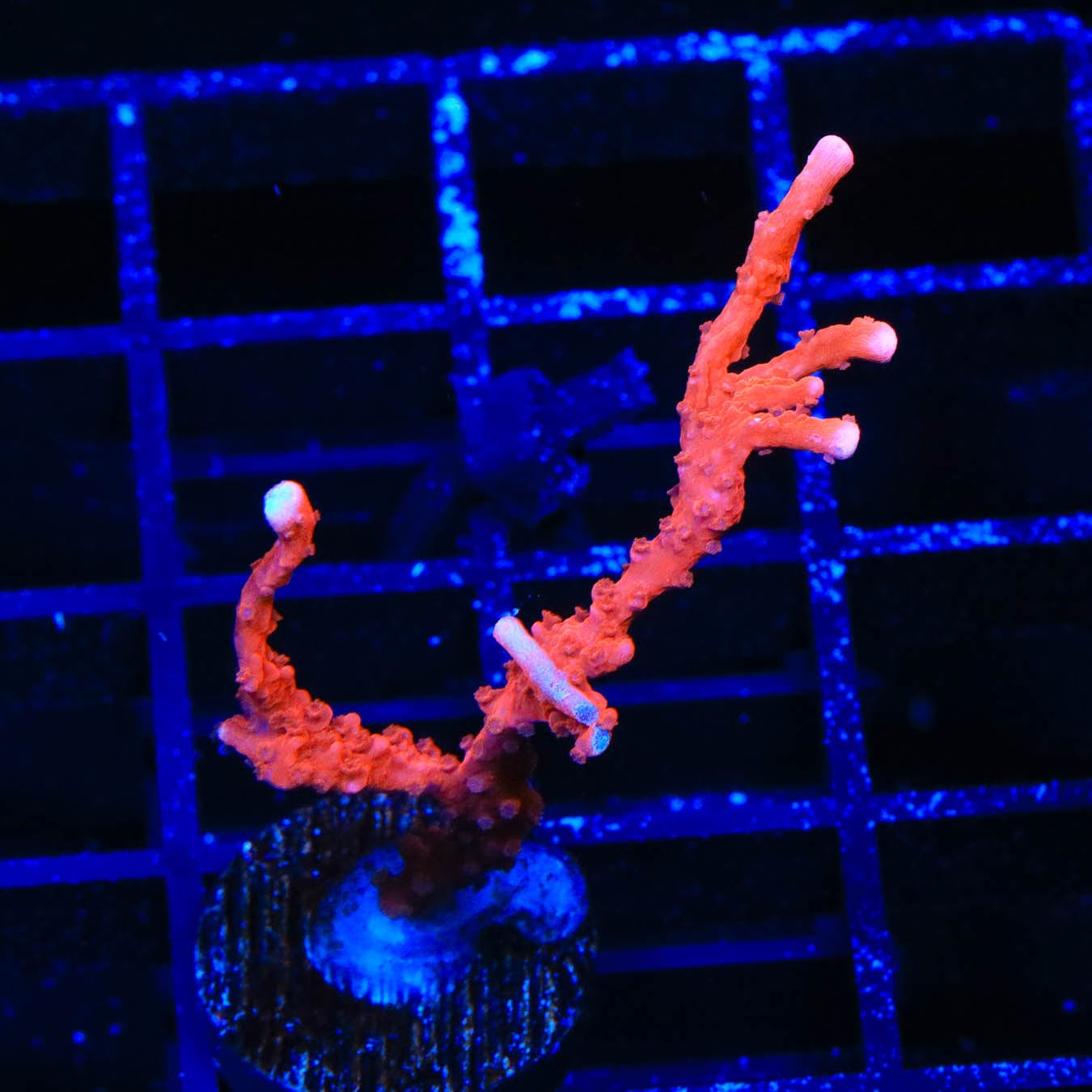 ACI Manila Spy Montipora Coral