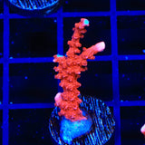 ACI Manila Spy Montipora Coral