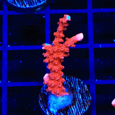 ACI Manila Spy Montipora Coral
