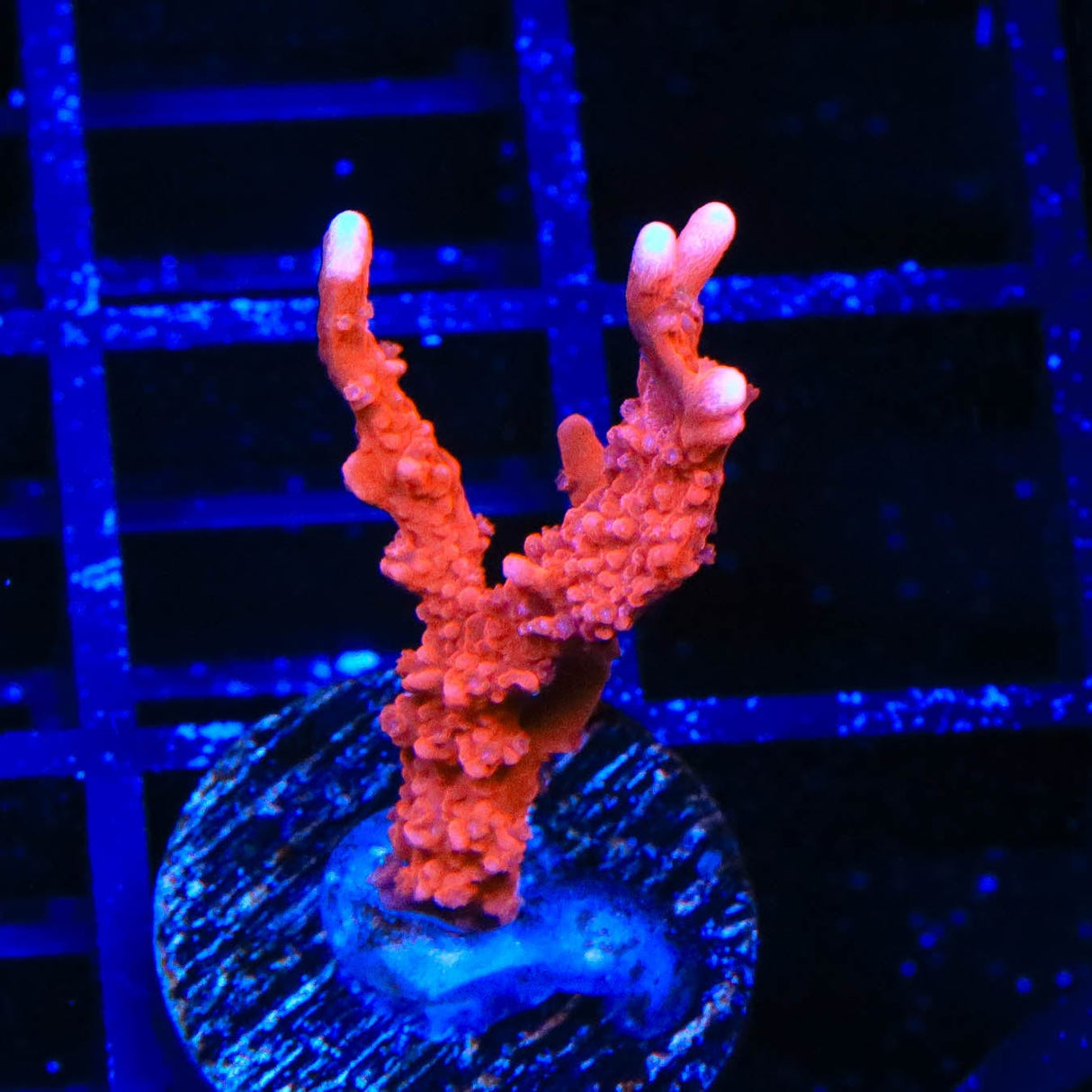 ACI Manila Spy Montipora Coral