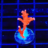 ACI Manila Spy Montipora Coral