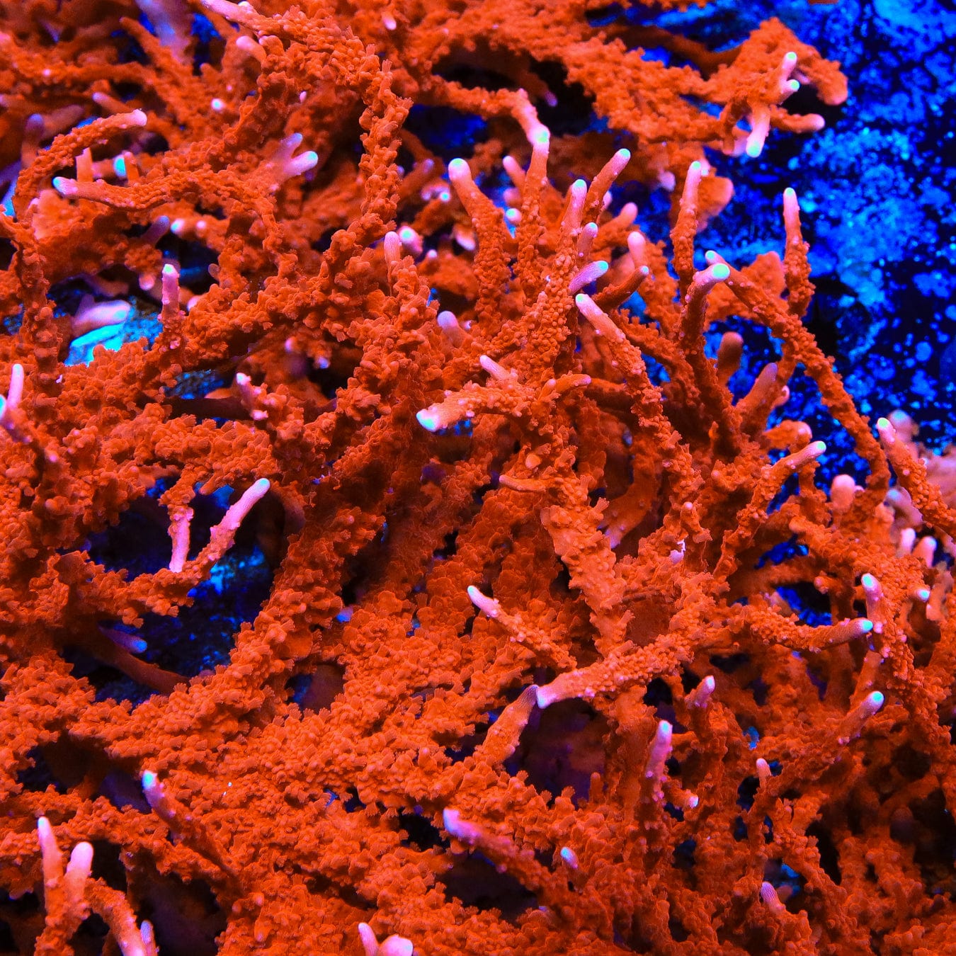 ACI Manila Spy Montipora Coral – Top Shelf Aquatics