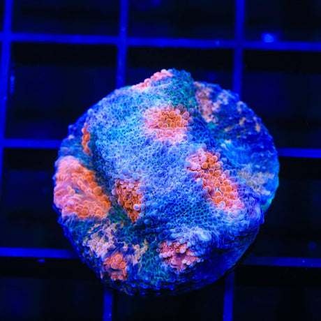 ACI Mike the Mycedium Chalice Colony Coral