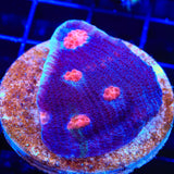 ACI Mike the Mycedium Chalice Colony Coral