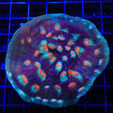 ACI Mike the Mycedium Chalice Colony Coral