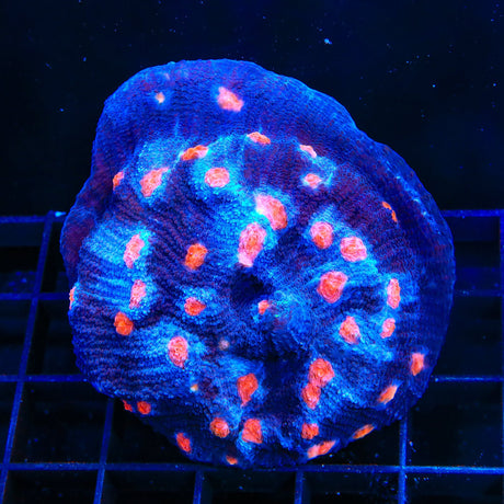 ACI Mike the Mycedium Chalice Colony Coral