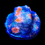 ACI Mike the Mycedium Chalice Coral