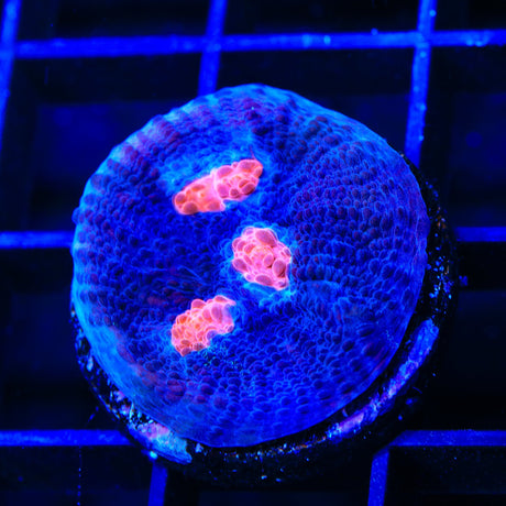 ACI Mike the Mycedium Chalice Coral
