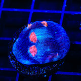 ACI Mike the Mycedium Chalice Coral