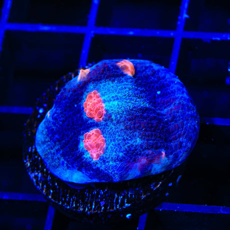 ACI Mike the Mycedium Chalice Coral
