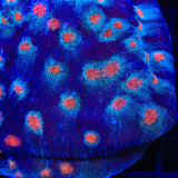 ACI Mike the Mycedium Chalice Coral