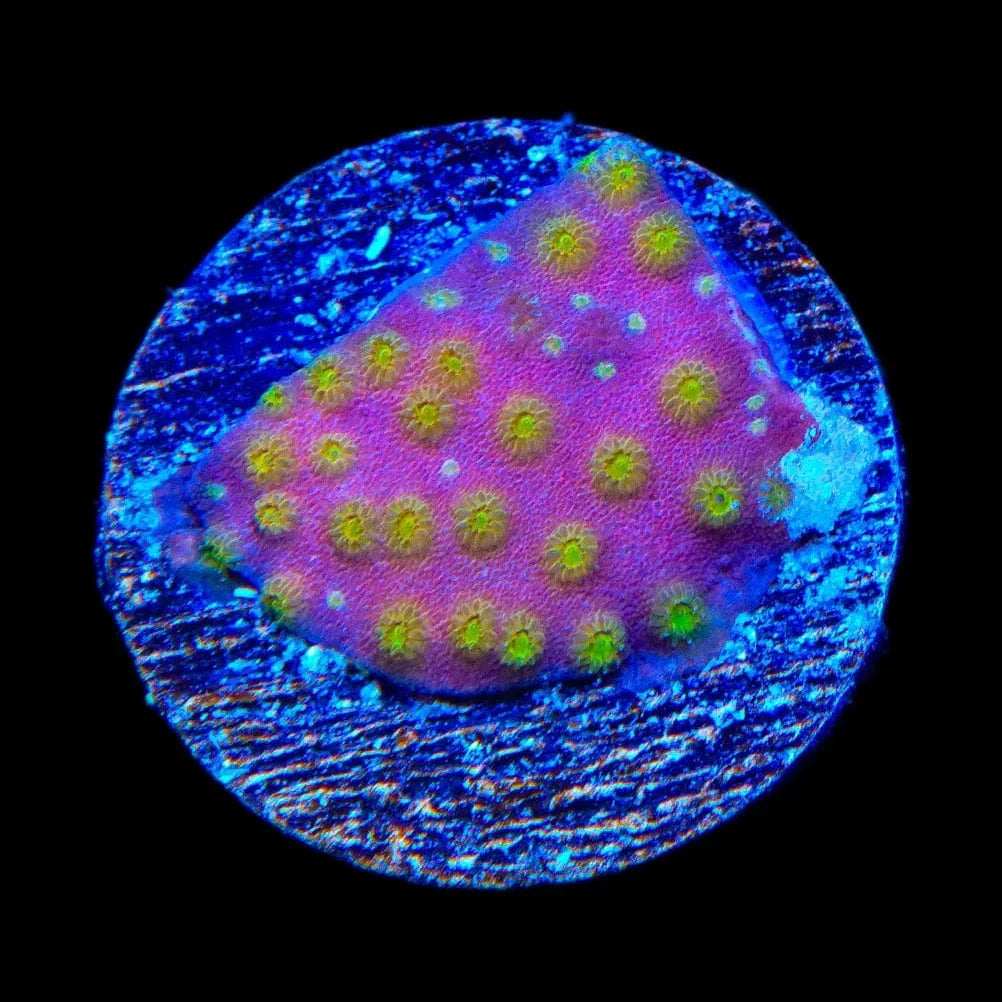 ACI Sunrise Cyphastrea Coral