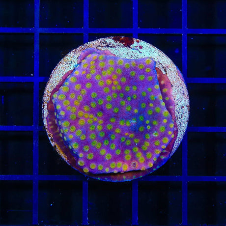 ACI Sunrise Cyphastrea Coral