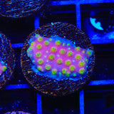 ACI Sunrise Cyphastrea Coral